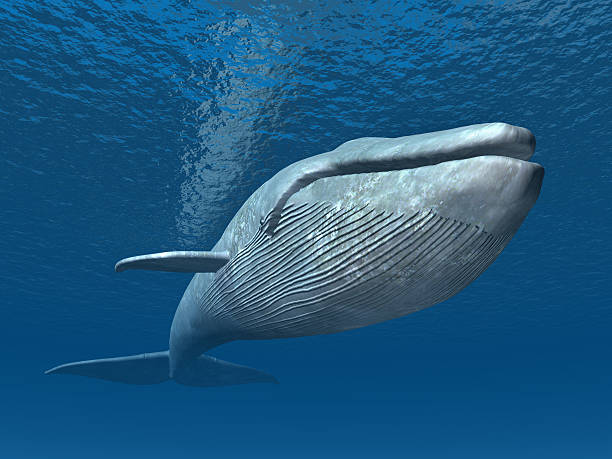 Blue Whale fish